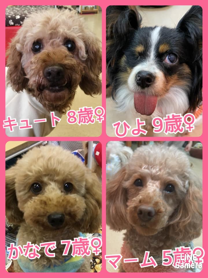 🐾今日の里親様募集中ワンコ🐶メンバーです🐾2021,2,14